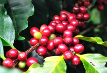 rafael_food_trading_company_rohkaffee_arabica