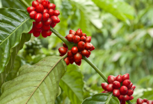 rafael_food_trading_company_rohkaffee_gourmet