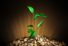 rafael_food_trading_company_rohkaffee_robusta