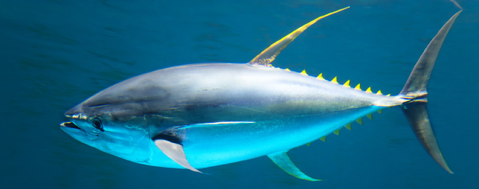 rafael food trading company - fischkonserven