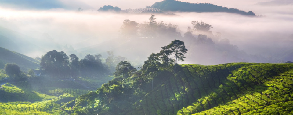 rafael food trading company - rohkaffee